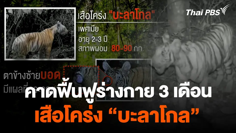 คาดใช้เวลา 3 เดือน ฟื้นฟูร่างกาย เสือโคร่ง "บะลาโกล"