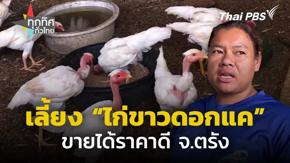 เลี้ยงไก่ขาวดอกแคขายได้ราคาดี จ.ตรัง