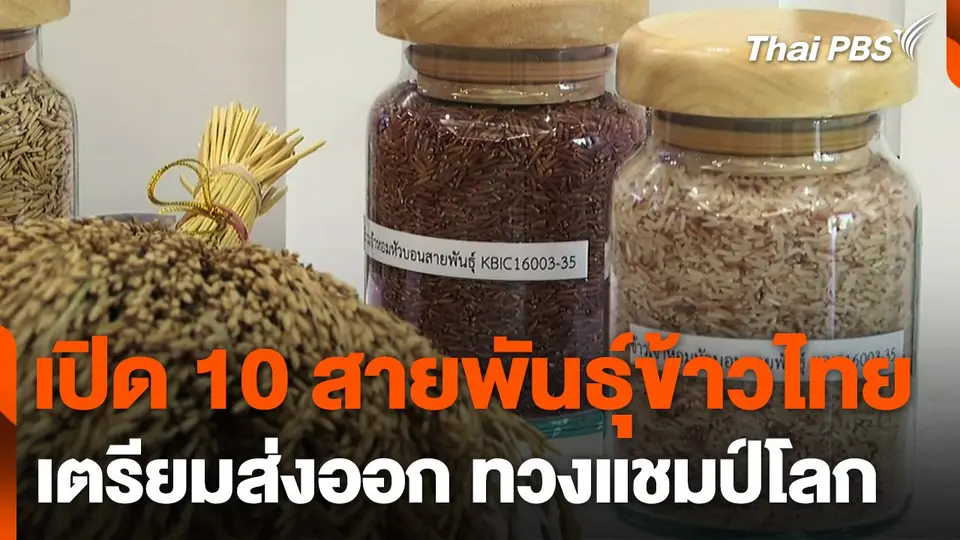 เปิด 10 สายพันธุ์ข้าวไทย เตรียมทวงแชมป์โลก