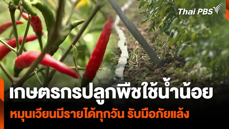 เกษตรกรปลูกพืชใช้น้ำน้อย หมุนเวียนมีรายได้ทุกวัน รับมือภัยแล้ง