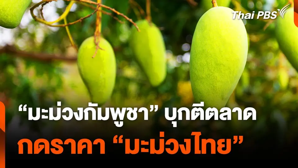 "มะม่วงกัมพูชา" บุกตีตลาด กดราคา "มะม่วงไทย"