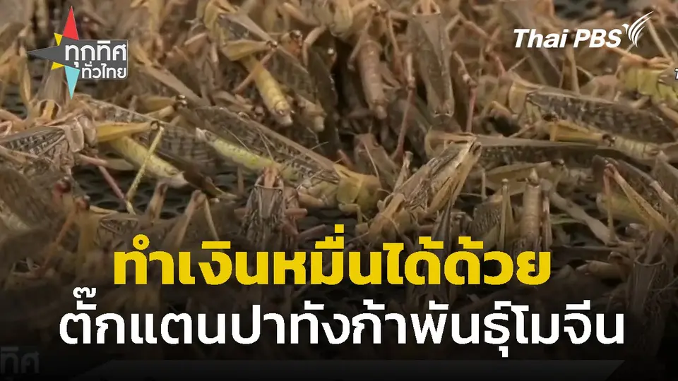 ทำเงินหมื่นได้ด้วย "ตั๊กแตนปาทังก้าพันธุ์โมจีน"
