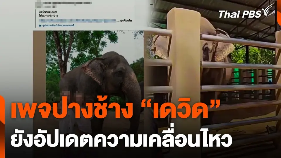 เพจปางช้าง "เดวิด" ยังอัปเดตความเคลื่อนไหว