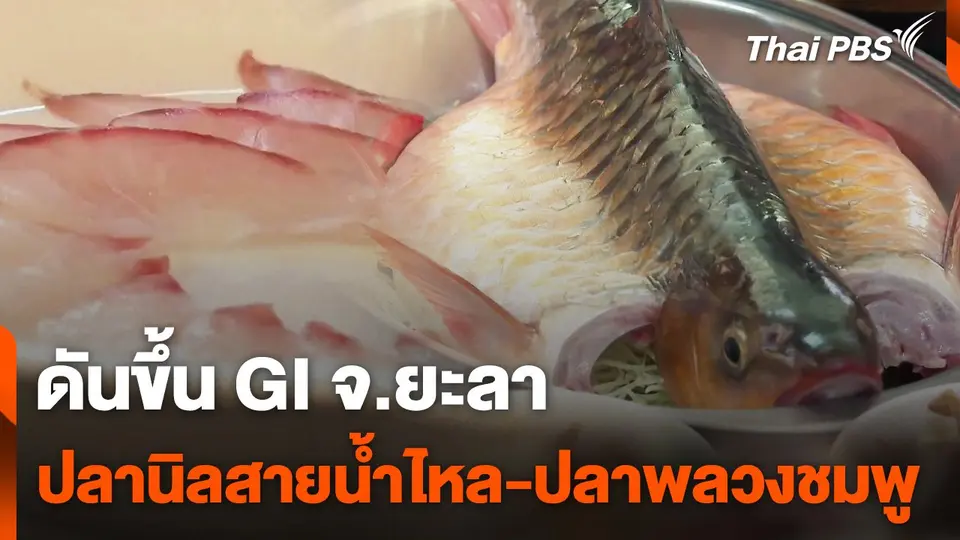 ดันปลานิลสายน้ำไหล-ปลาพลวงชมพู ขึ้น GI ยะลา