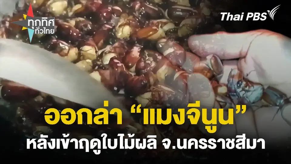 ออกล่าแมงจีนูนหลังเข้าฤดูใบไม้ผลิ จ.นครราชสีมา