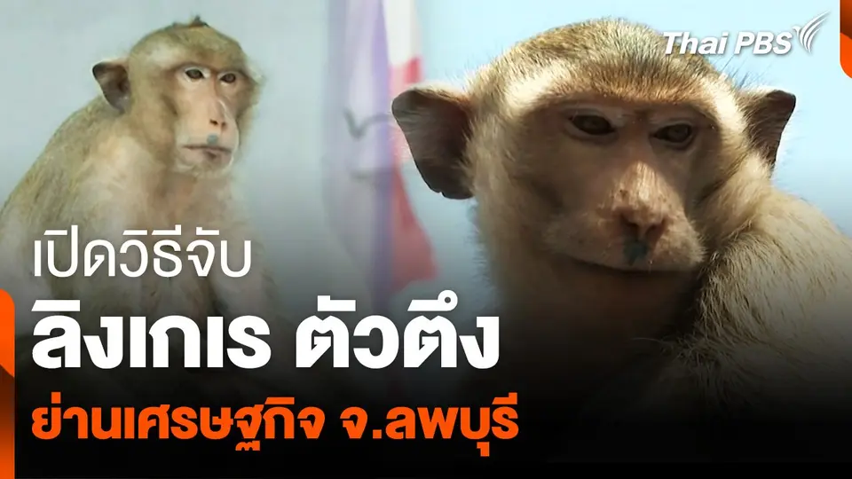 เปิดวิธีจับ “ลิงเกเร-ตัวตึง” ย่านเศรษฐกิจ จ.ลพบุรี