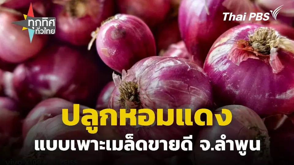 ปลูกหอมแดงแบบเพาะเมล็ดขายดี จ.ลำพูน  ทุกทิศทั่วไทย.mp4