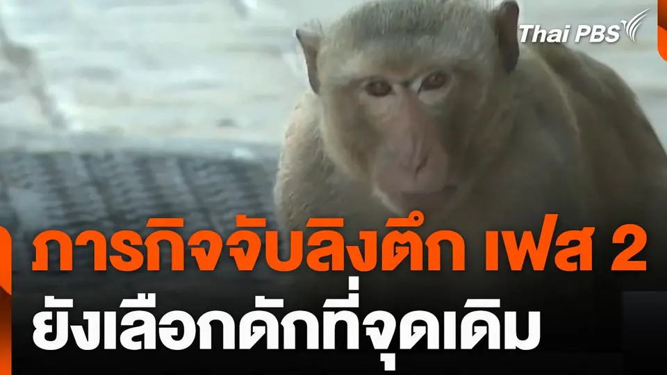 ภารกิจจับลิงตึกเฟส 2 ยังเลือกจุดเดิม