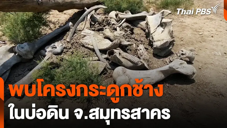 พบโครงกระดูกช้างในบ่อดิน จ.สมุทรสาคร