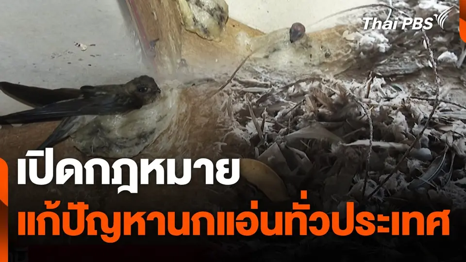 สถานีร้องเรียน : เปิดกฎหมาย แก้ปัญหานกแอ่นทั่วประเทศ