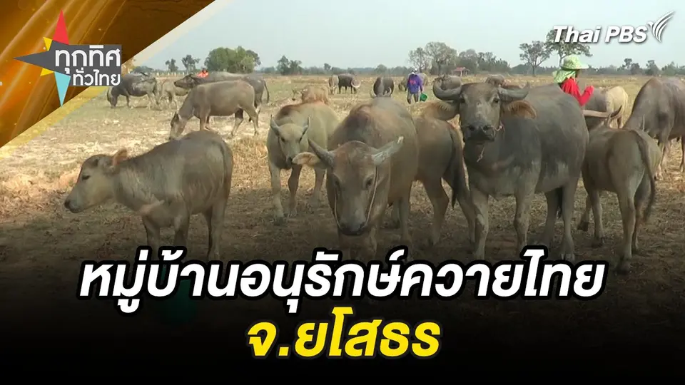 สืบทอดวิถีชีวิต ชมหมู่บ้านอนุรักษ์ควายไทย จ.ยโสธร