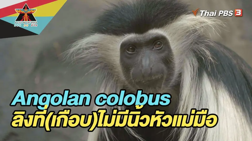 Angolan colobus ลิงที่(เกือบ)ไม่มีนิ้วหัวแม่มือ