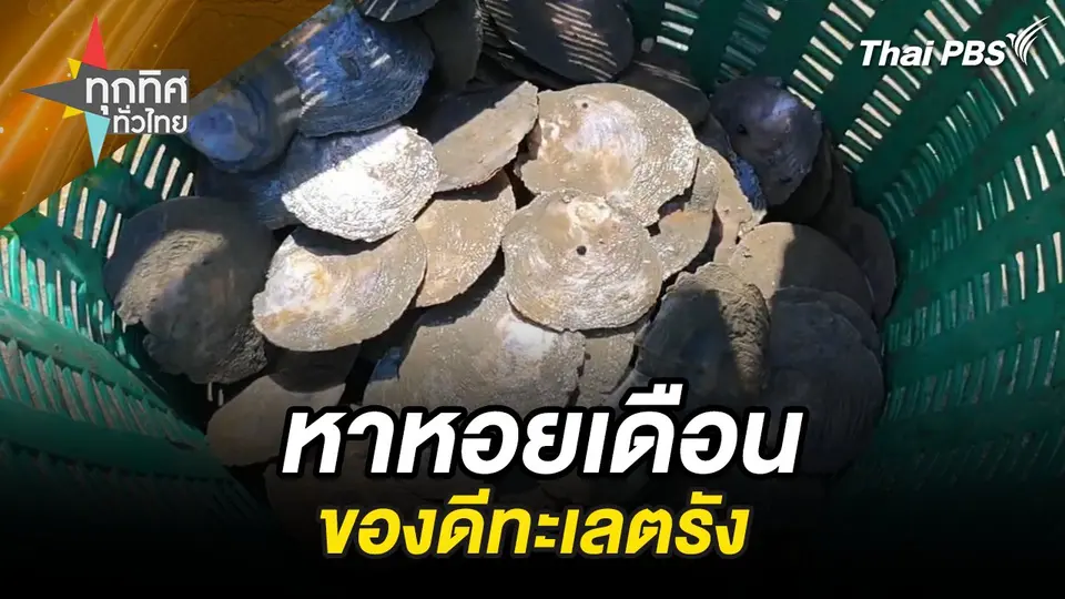 เที่ยวชิม “หอยเดือน” ของดีทะเลตรัง