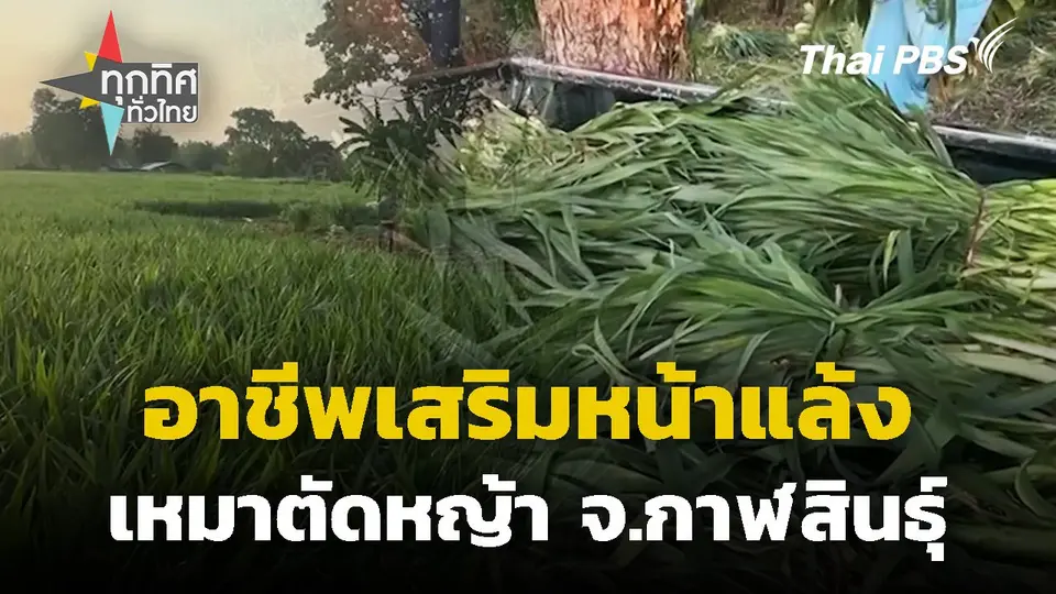 อาชีพเสริมหน้าแล้งเหมาตัดหญ้า จ.กาฬสินธุ์