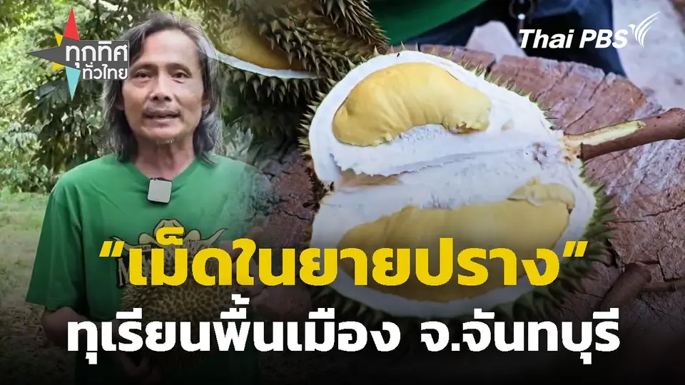 ทุเรียนพื้นเมืองเม็ดในยายปราง จ.จันทบุรี