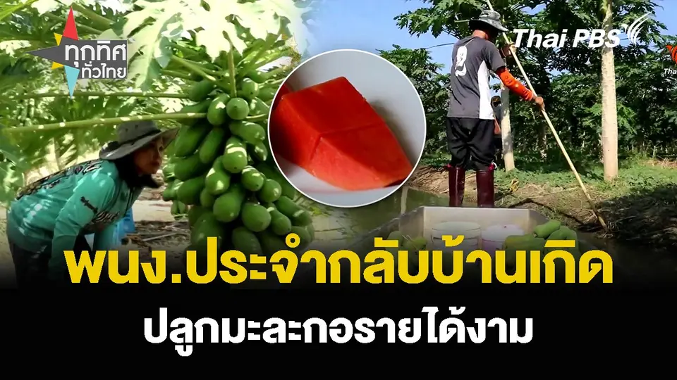 พนง.ประจำกลับบ้านเกิด ปลูกมะละกอรายได้งาม