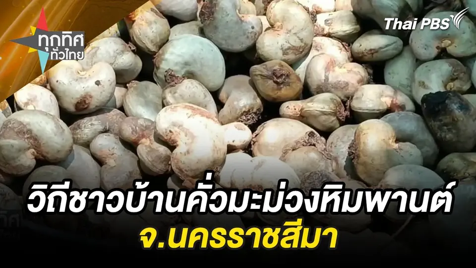 วิถีชาวบ้านเข้าสวน เก็บ “มะม่วงหิมพานต์” คั่วกินอร่อย