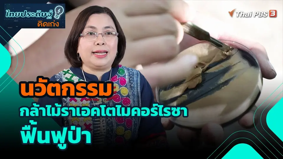​ไทยประดิษฐ์คิดเก่ง : นวัตกรรมกล้าไม้ราเอคโตไมคอร์ไรซาฟื้นฟูป่า