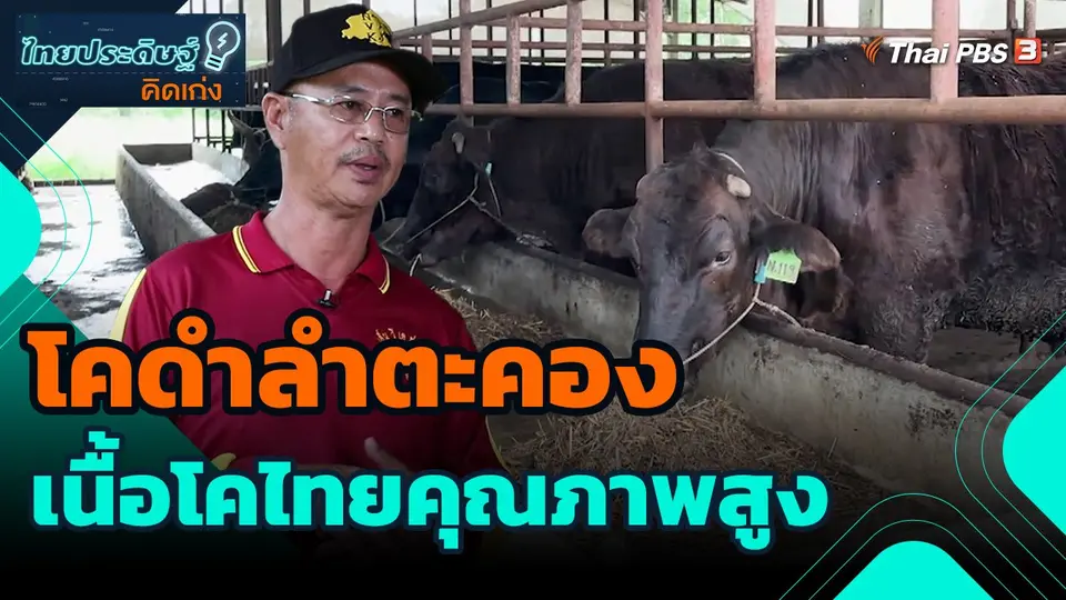 ไทยประดิษฐ์คิดเก่ง : โคดำลำตะคอง เนื้อโคไทยคุณภาพสูง