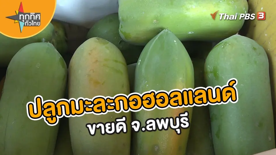 อาชีพทั่วไทย : ปลูกมะละกอฮอลแลนด์ขายดี จ.ลพบุรี
