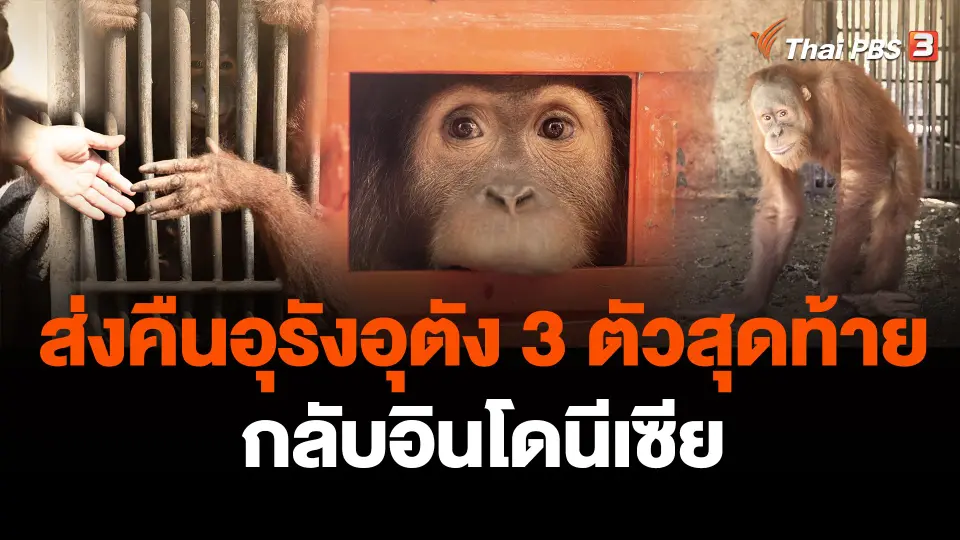 ส่งคืนอุรังอุตัง 3 ตัวสุดท้าย กลับอินโดนีเซีย