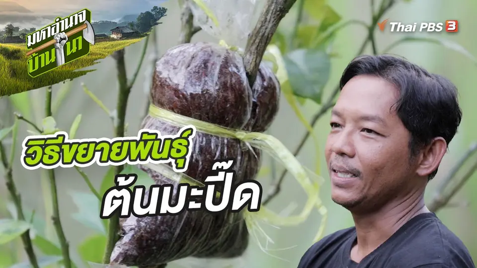 ​สูตรลับฉบับบ้านนา : วิธีขยายพันธุ์ต้นมะปี๊ด