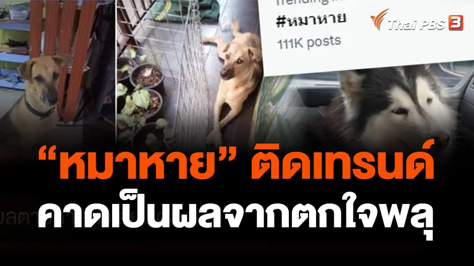 #หมาหาย ติดเทรนด์ คาดเป็นผลจากตกใจพลุ