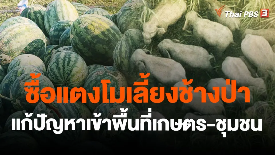 ซื้อแตงโมเลี้ยงช้างป่า แก้ปัญหาเข้าพื้นที่เกษตร-ชุมชน