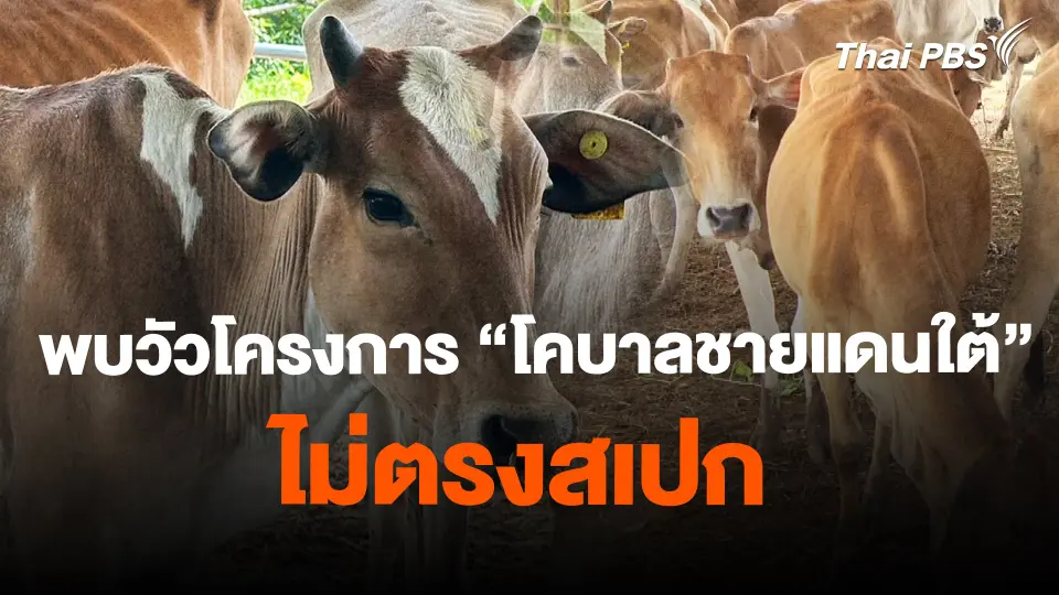 พบวัวโครงการ "โคบาลชายแดนใต้" ไม่ตรงสเปก