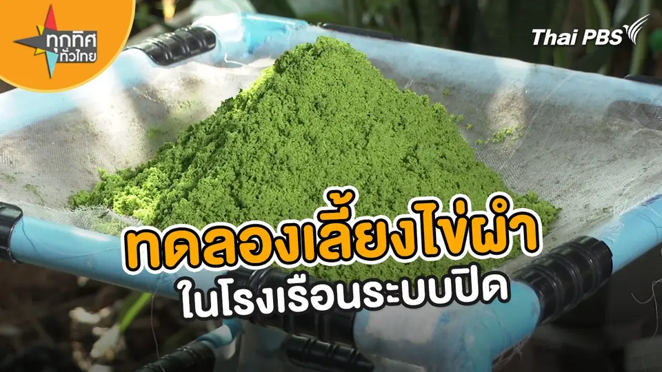 อาชีพทั่วไทย : ทดลองเลี้ยงไข่ผำในโรงเรือนระบบปิด