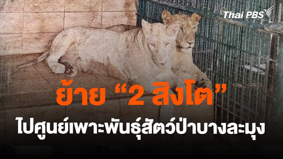 ย้าย "2 สิงโต" ไปศูนย์เพาะพันธุ์สัตว์ป่าบางละมุง