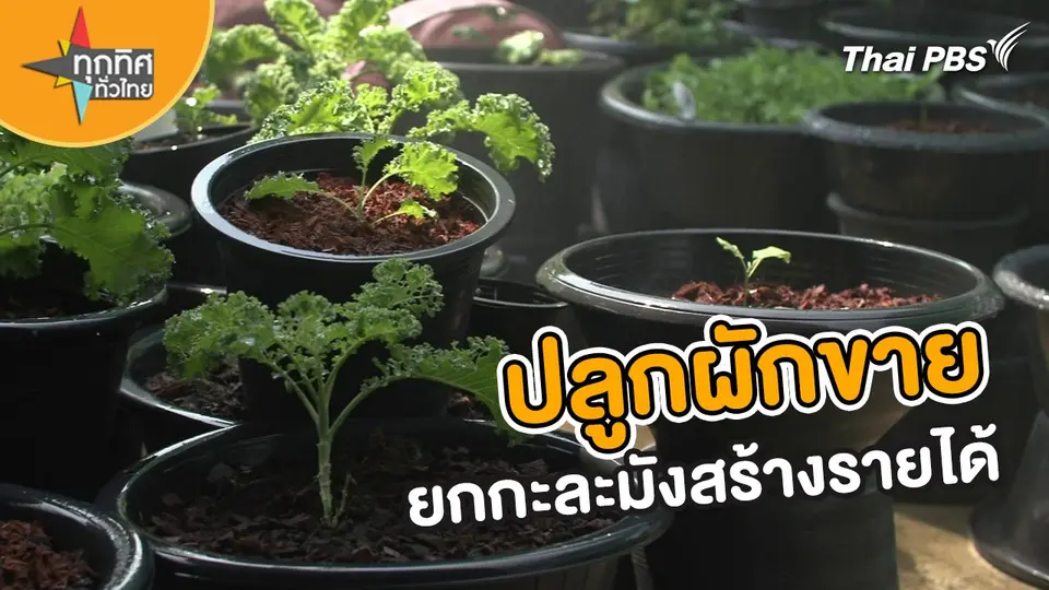 ​อาชีพทั่วไทย : ปลูกผักขายยกกะละมังสร้างรายได้