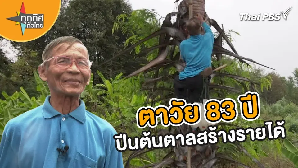 ​อาชีพทั่วไทย : ตาวัย 83 ปี ปีนต้นตาลสร้างรายได้