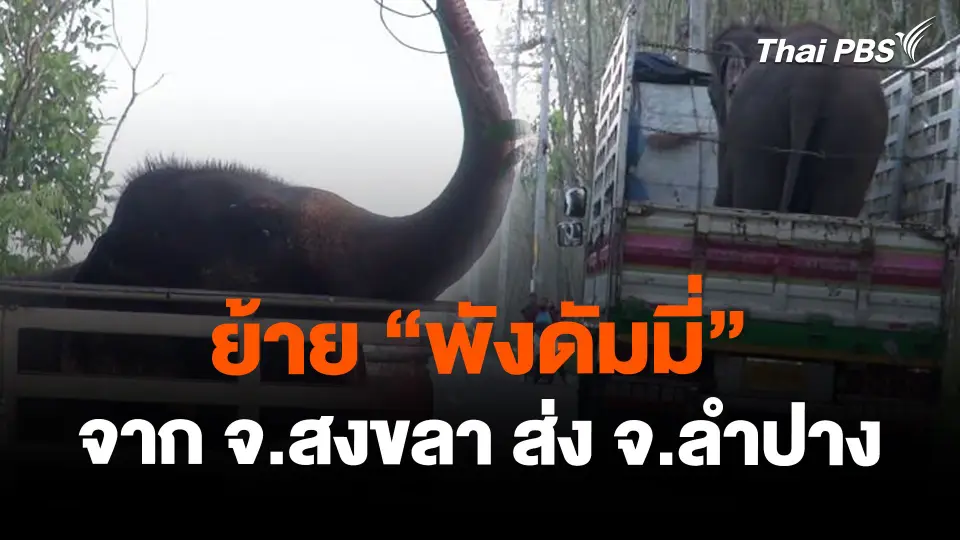 ย้าย "พังดัมมี่" จาก จ.สงขลา ส่ง จ.ลำปาง