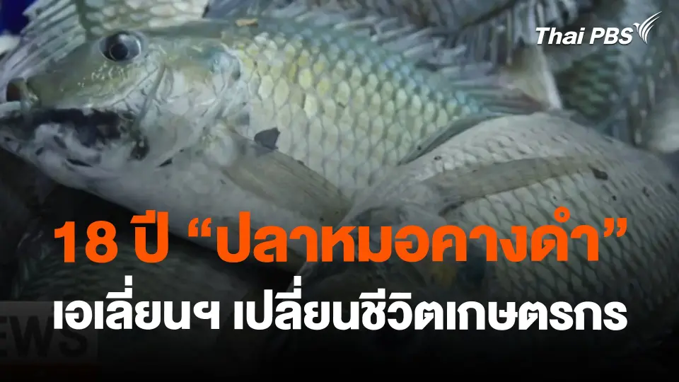 ​18 ปี "ปลาหมอคางดำ" เอเลี่ยนฯ เปลี่ยนชีวิตเกษตรกร