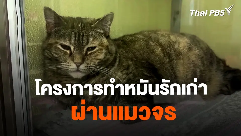 โครงการทำหมันรักเก่าผ่านแมวจร ที่สหรัฐอเมริกา