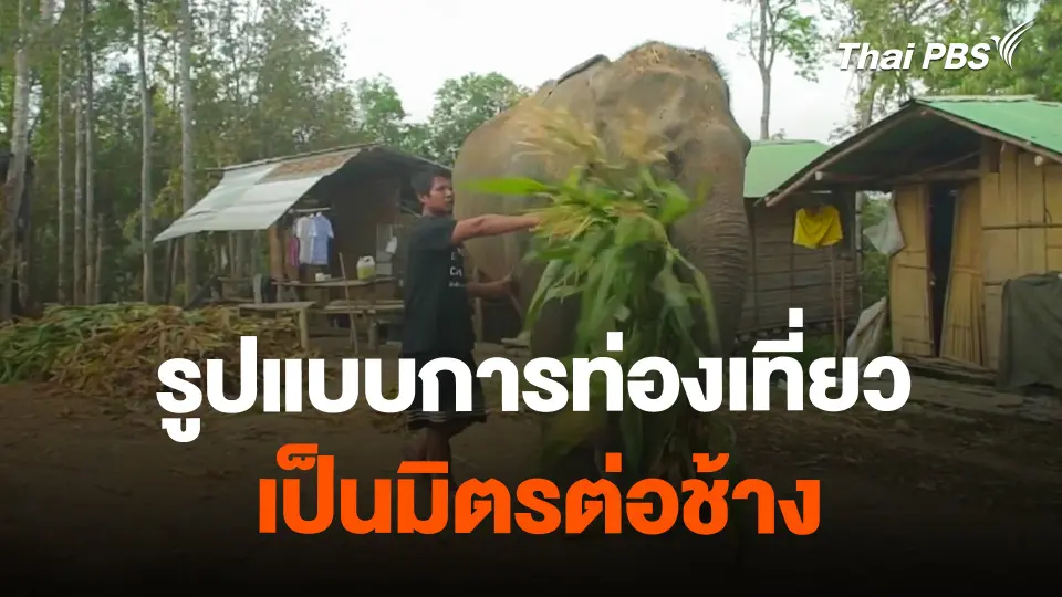 รูปแบบการท่องเที่ยวเป็นมิตรต่อช้าง