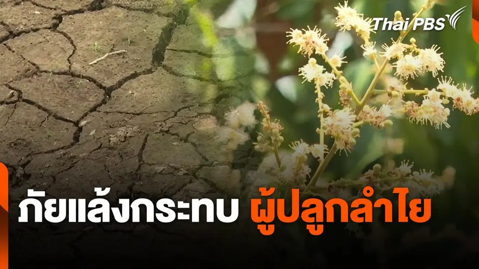 ภัยแล้งกระทบผู้ปลูกลำไย จ.จันทบุรี