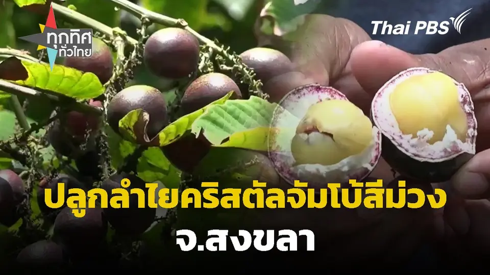 ปลูกลำไยคริสตัลจัมโบ้สีม่วง จ.สงขลา