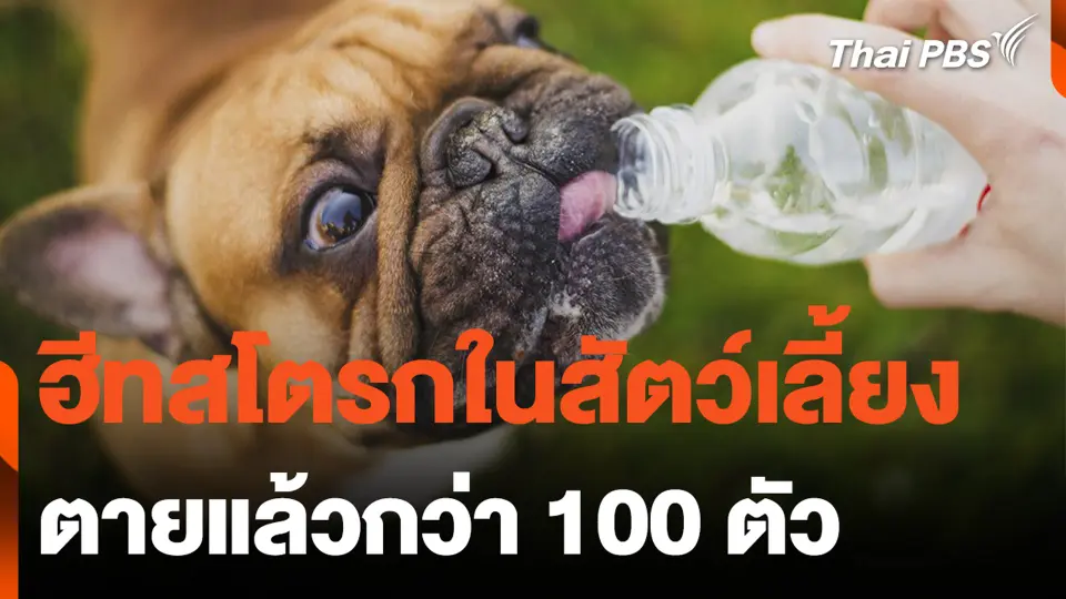ฮีทสโตรกในสัตว์เลี้ยง ตายแล้วกว่า 100 ตัว