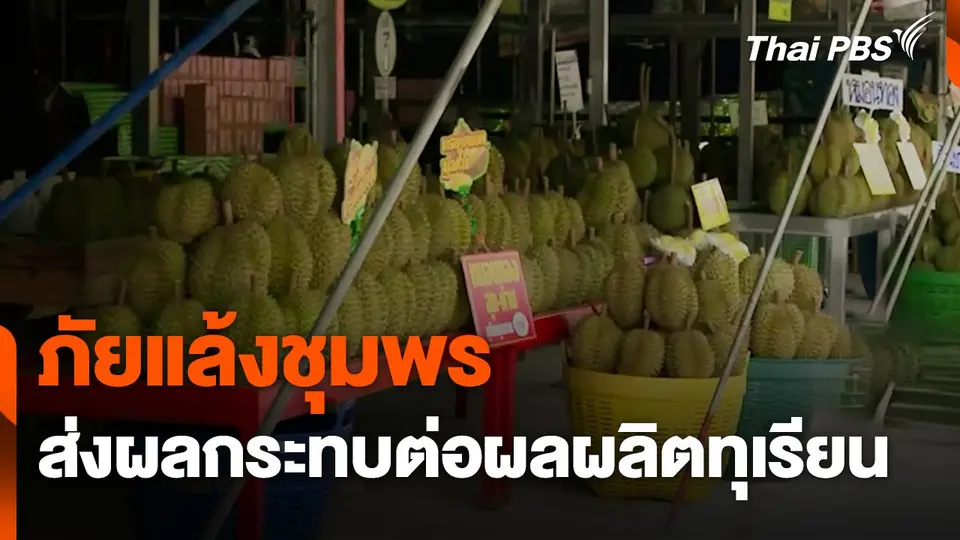ภัยแล้งชุมพร ส่งผลกระทบต่อผลผลิตทุเรียน