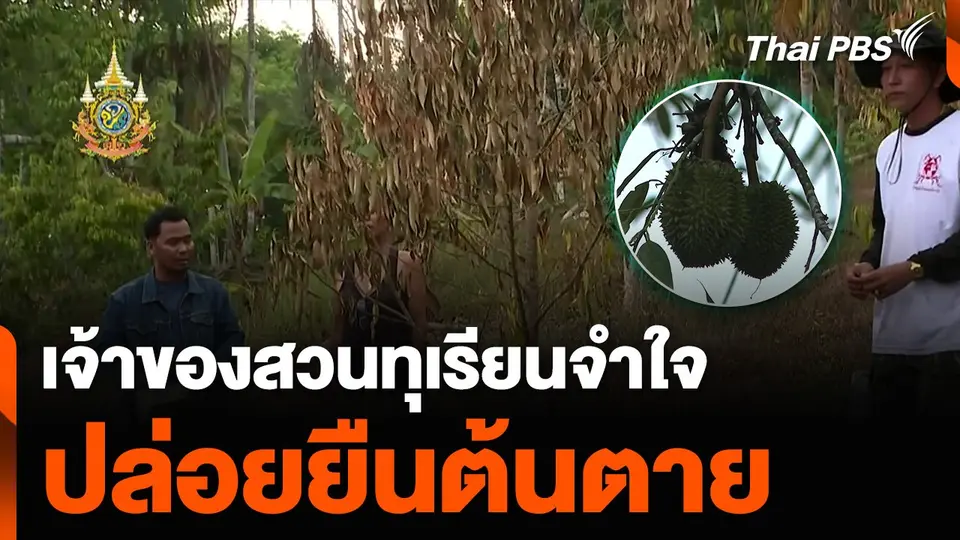ชุมพรแล้งจัด เจ้าของสวนทุเรียนจำใจ ปล่อยยืนต้นตาย