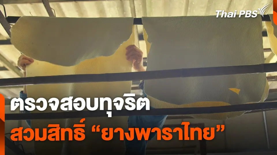 ตรวจสอบทุจริต สวมสิทธิ์ยางพาราไทย