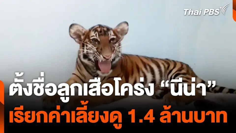 ตั้งชื่อลูกเสือโคร่ง "นีน่า" เรียกค่าเลี้ยงดู 1.4 ล้านบาท