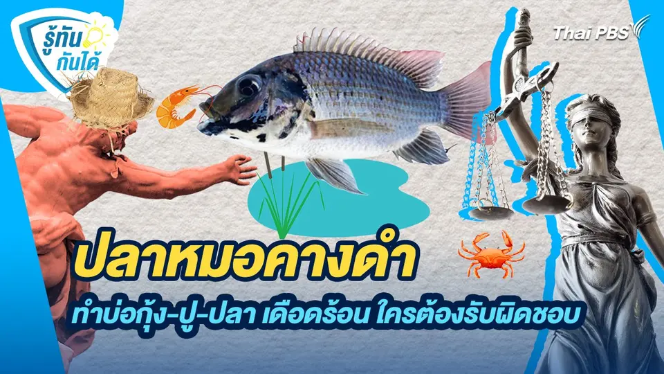 รู้ทันกันได้ : ปลาหมอคางดำ ทำบ่อกุ้ง-ปู-ปลา เดือดร้อน ใครต้องรับผิดชอบ
