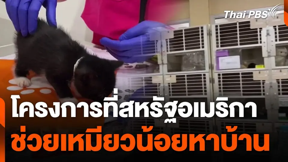 โครงการช่วยเหมียวน้อยหาบ้าน ที่สหรัฐอเมริกา