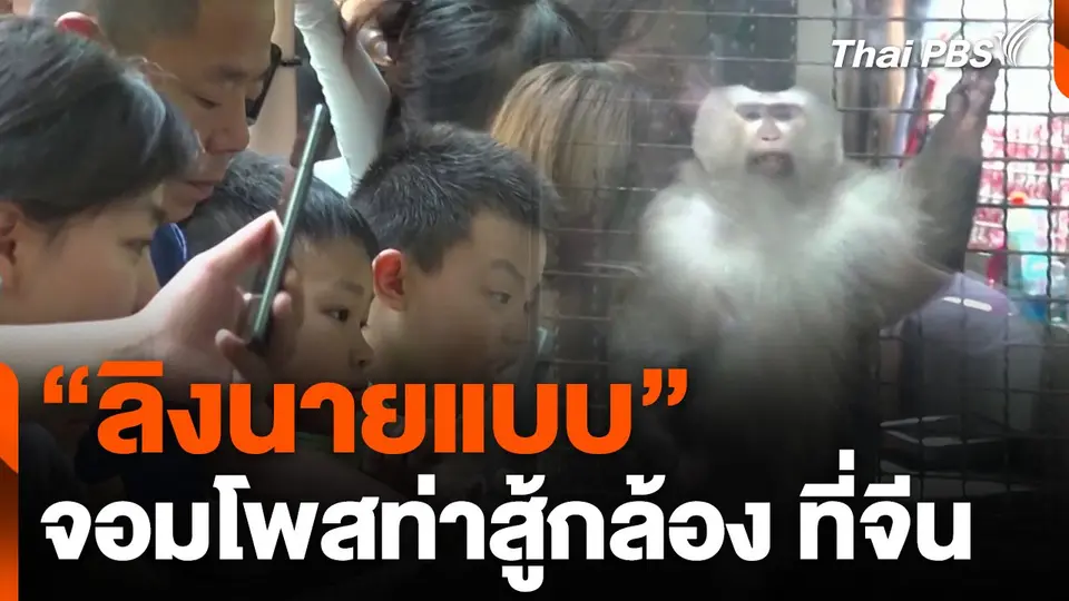 "ลิงนายแบบ" จอมโพสท่าสู้กล้อง ที่จีน