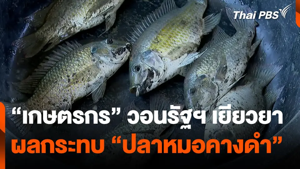 "เกษตรกร" วอนรัฐฯ เยียวยา ผลกระทบ "ปลาหมอคางดำ"