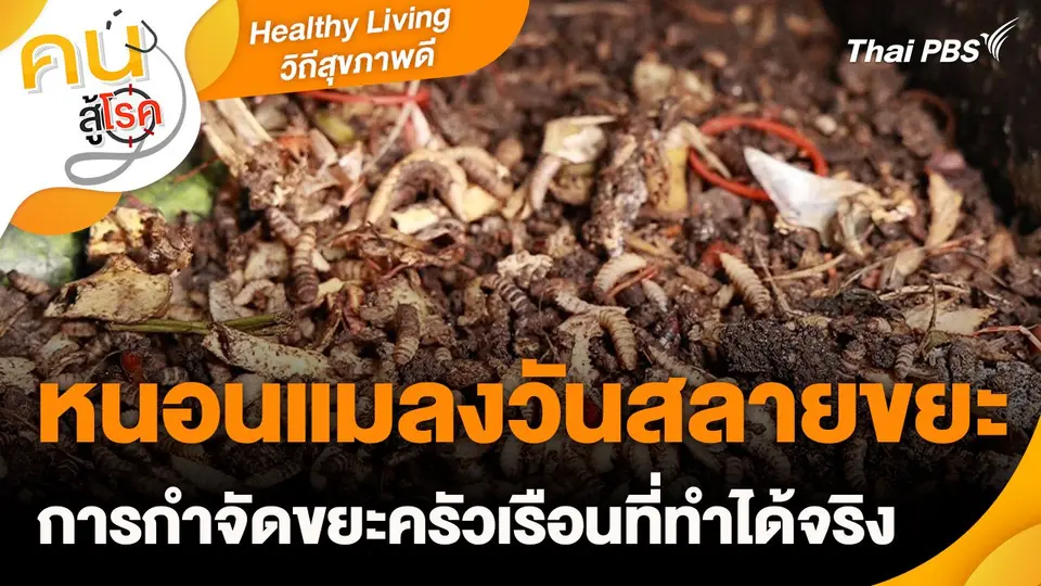 Healthy Living วิถีสุขภาพดี : หนอนแมลงวันสลายขยะ การกำจัดขยะครัวเรือนที่ทำได้จริง