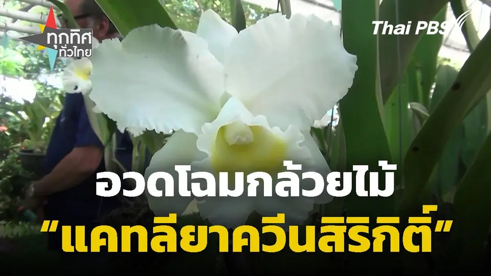 อวดโฉมกล้วยไม้ "แคทลียาควีนสิริกิติ์" จ.ลำปาง